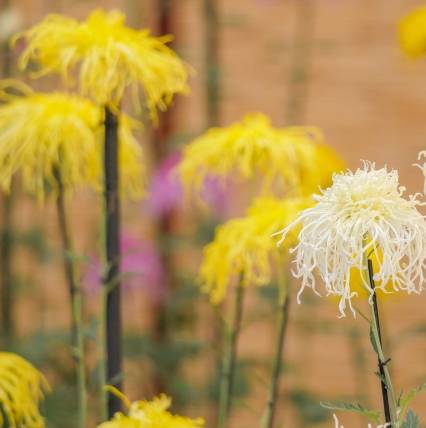 菊花
