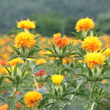 ベニ花
